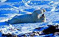 Polarbär 15 2003-11-17.jpg