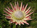 Protea cynaroides flower.jpg