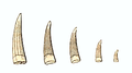 Rutiodon teeth.png
