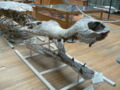 Sarcosuchus imperator side.JPG
