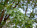 Silver Maple Acer saccharinum Leaves 2598px.jpg