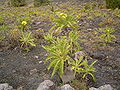 Sonchus canariensis (San Antonio) 01.jpg