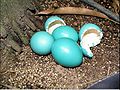 Tinamus guttatus eggs.JPG