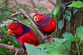Violet-necked Lory (Eos squamata) -two in tree.jpg