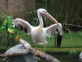 White Pelican, Pelecanus onocrotalus 2, JBP, Nov 06.JPG