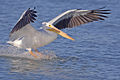 White pelican - natures pics.jpg