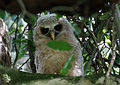Young African Wood-Owl owlet (Strix woodfordii).jpg