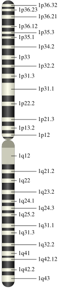 Chromosome 1.svg