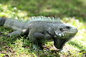 Gray-iguana-iguana.jpg