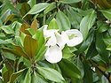 Magnolia grandiflora3.jpg
