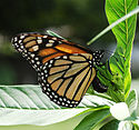 Monarch Butterfly Danaus plexippus Laying Eggs.jpg