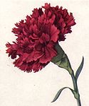 Red Carnation NGM XXXI p507.jpg