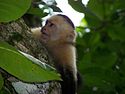 White-faced capuchin monkey 6.jpeg