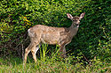 White-tailed deer at Marymoor Park.jpg