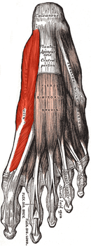 Vista plantar del pie, primera capa. Se destaca lateralmente el músculo abductor del dedo gordo