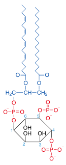 Fosfatidilinositol 4,5-bifosfato