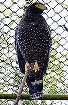 Andaman Serpent-eagle (Spilornis elgini) low res.jpg