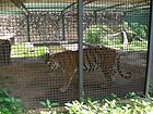 Bengala Zoo Maracay.jpg