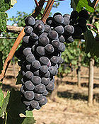 Chehalem pinot noir grapes.jpg