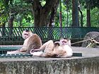 Mono capuchino.jpg