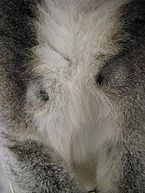 Lemur catta brachial glands.jpg