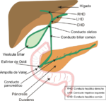 Biliary system new.es.png