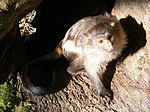 Black-tailed marmoset.JPG