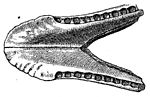 Macelognathus.jpg