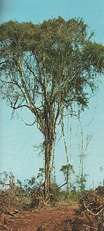 Patagonula americana.jpg