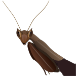 South American box mantis.svg