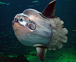 Sunfish2.jpg