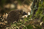 West European Hedgehog (Erinaceus europaeus)1.jpg