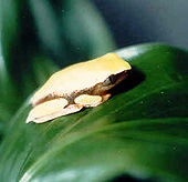 Phrynomedusa marginata.jpg