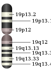 Chromosome 19.svg