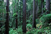 El Parque Nacional Redwood, en California (Estados Unidos), donde se rodaron escenas de la luna Endor.