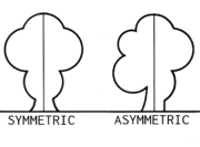 Asymmetric (PSF).png
