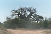 Baobab Kruger 2003.jpg