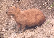 Capybara.jpg