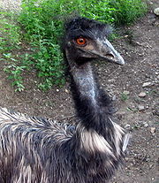 Emu australský.jpg