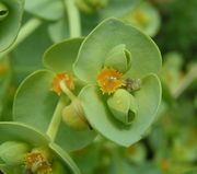 Euphorbia paralias.jpg
