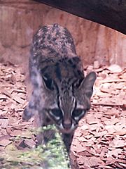Leopardus tigrinus.jpg