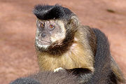 Macaco-prego Manduri 151207 REFON 8.jpg