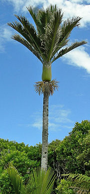 Outstanding Nikau palm