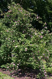 Rosa-majalis-habit.JPG