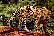 Standing jaguar.jpg