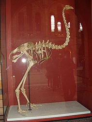 Dinornis maximus.001 - Natural History Museum of London.JPG