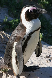 African penguin - sb616.JPG