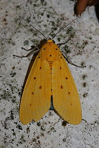 Agape chloropyga (Noctuidae Aganainae).jpg