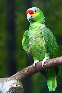 Amazona autumnalis -Jurong BirdPark-8b.jpg