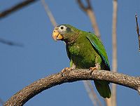 Amazona collaria -St. Andrew -Jamaica-8a.jpg